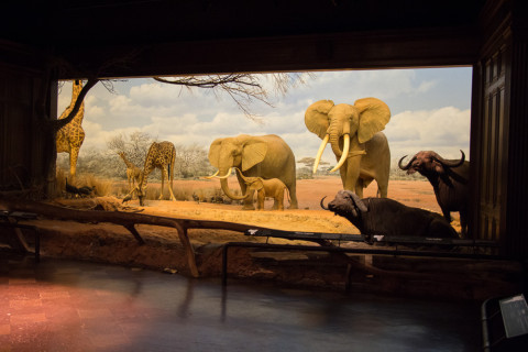 Instead of just putting all the taxidermy in rows, the museum has classic dioramas which actually look very convincing!