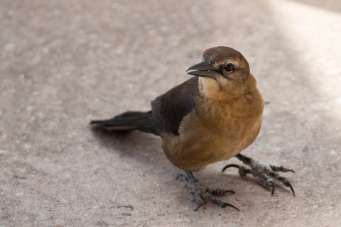 A female bow-tailed grackle.