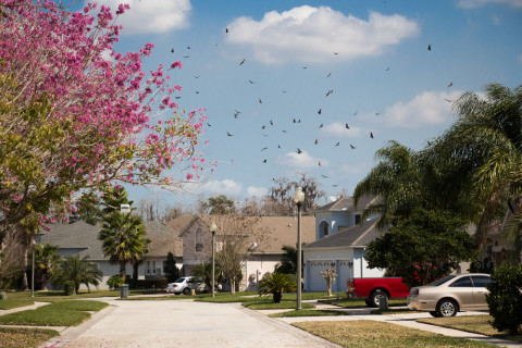 This is how the street where we're staying at looks like. Lots of turkey vultures there!