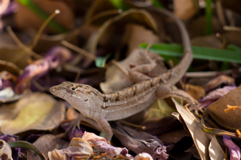 Lots of lizards in Chris' front yard.