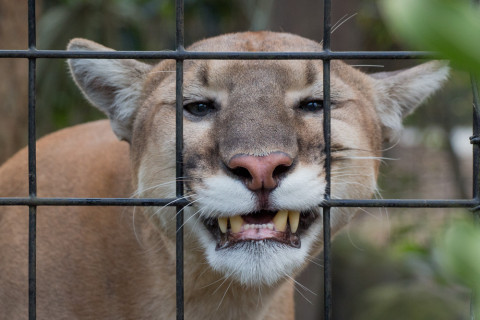 A florida panther.