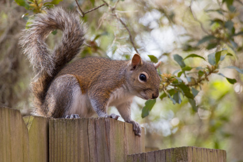 Squirrels were also everywhere.