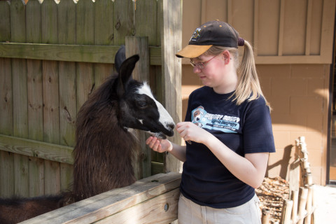 Henrieke feeding a Llama.