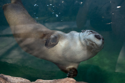 A north american river otter enjoys swimming around.