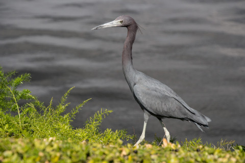 A heron at the lake.