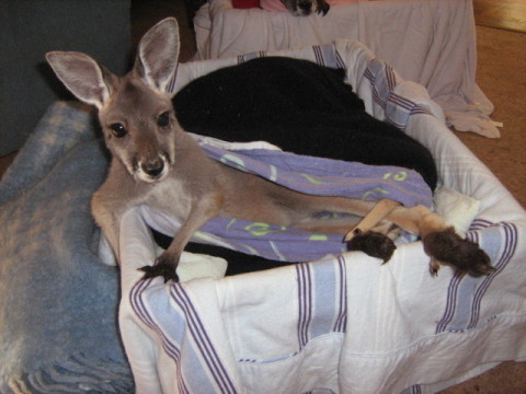 Rooby, cutest red kangaroo ever!