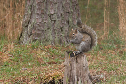 A backyard squirrel.