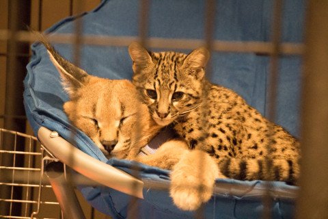 A Caracal and Geoffroy's cat.