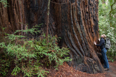 Henrieke, hugging a giant redwood tree.