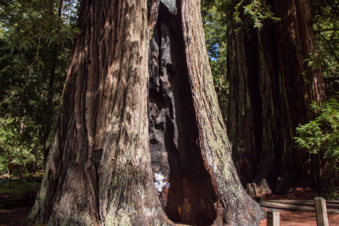 Another hollow tree.