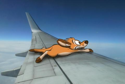 Kangaroo on a plane