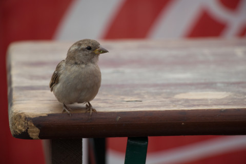 Little bird we met at the currywurst booth.